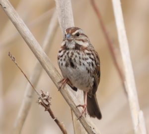 Song Sparrow
